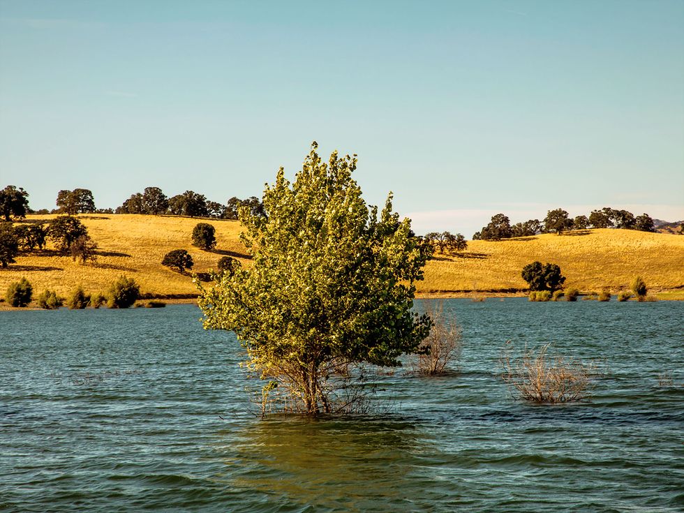 Cottonwood trees sprout from the lake bed when water levels drop during dry months.