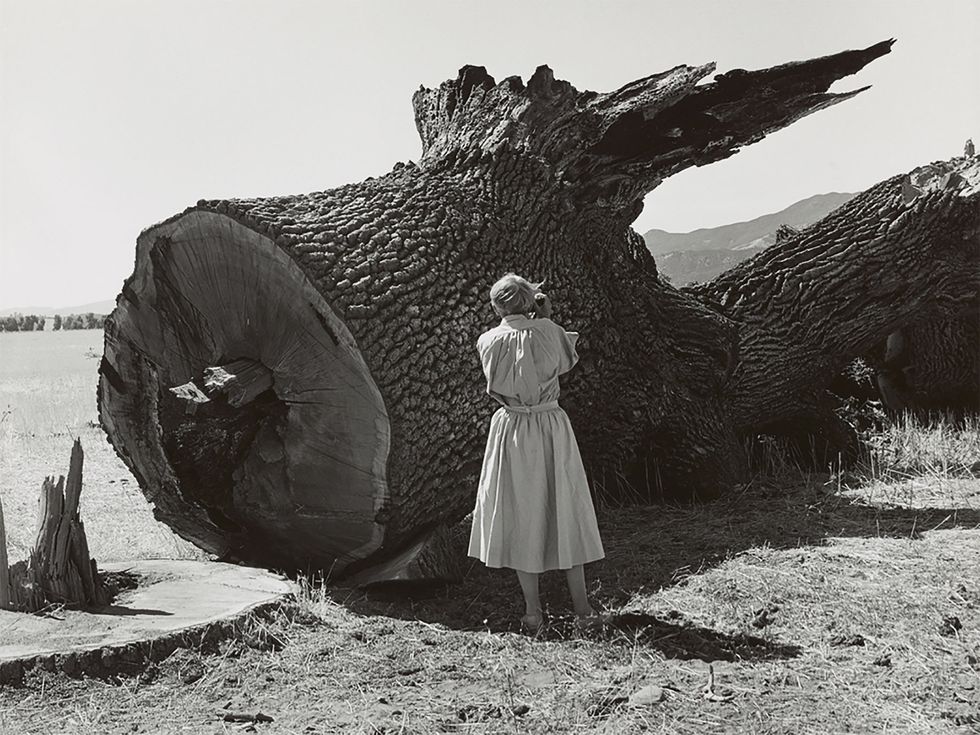 Dorothea Lange photographing a tree for the Death of a Valley series, taken by Pirkle Jones.