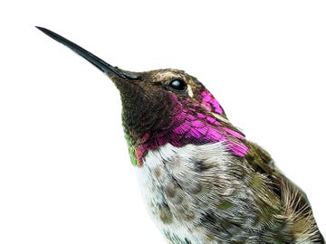 An adult male Anna’s-Costa’s hybrid has traits from both parent species.