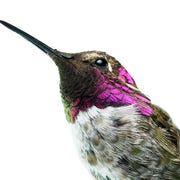 ATA100119hummingbird_img05 An adult male Anna’s-Costa’s hybrid has traits from both parent species.