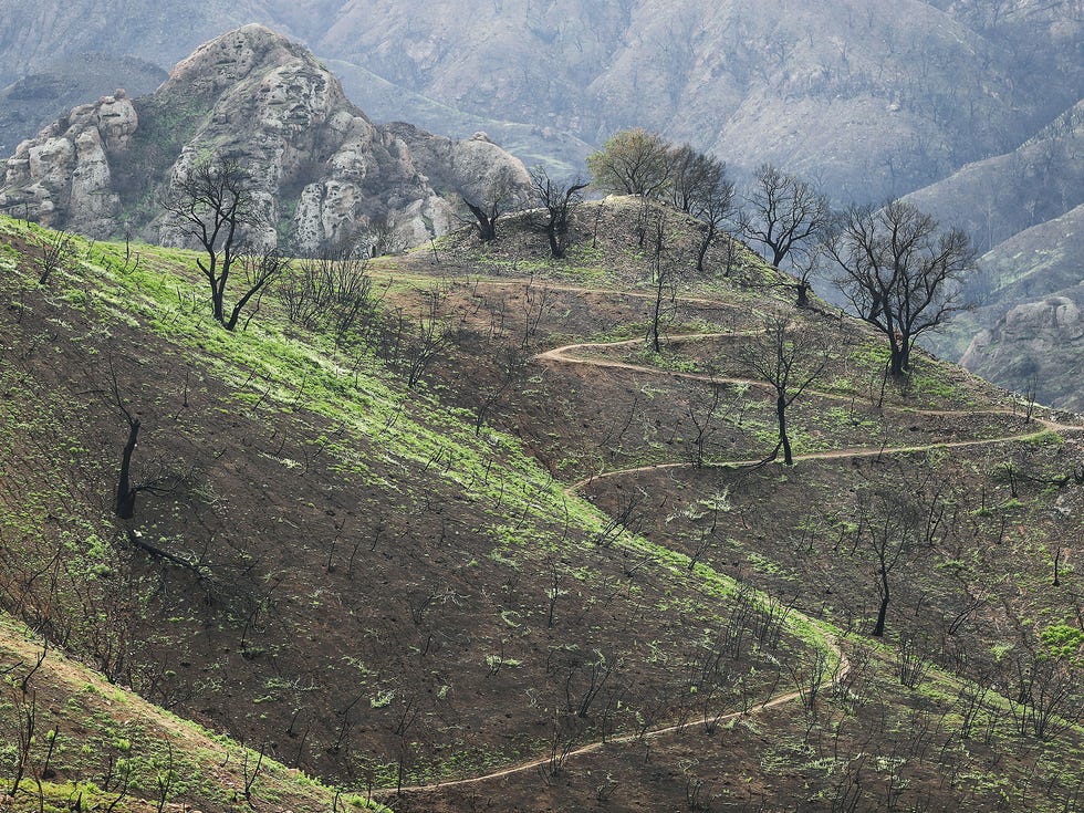 New vegetation sprouts in a Woolsey Fire burn area at Malibu Creek State Park in the Santa Monica Mountains on February 27, 2019 near Malibu, California. Significant winter rainfall, after years of drought, has helped spur fresh growth in the burn areas which measure more than 150 square miles. The fire ignited November 8, 2018 and burned almost half the total land in the Santa Monica Mountains.