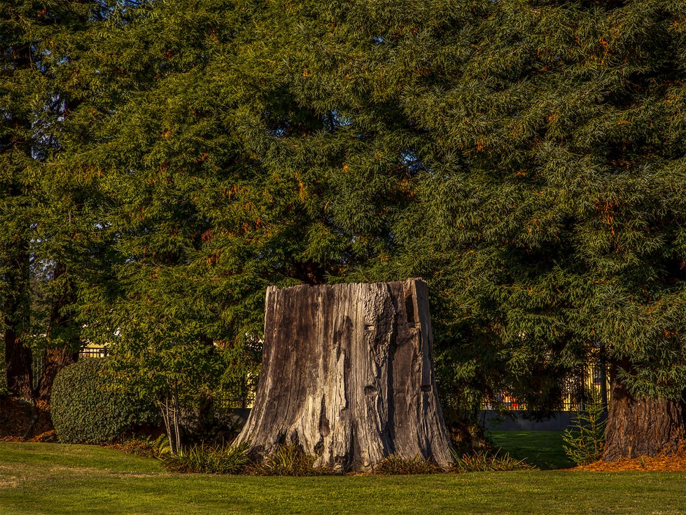 The stump of a redwood tree at Humboldt State University in Arcata.