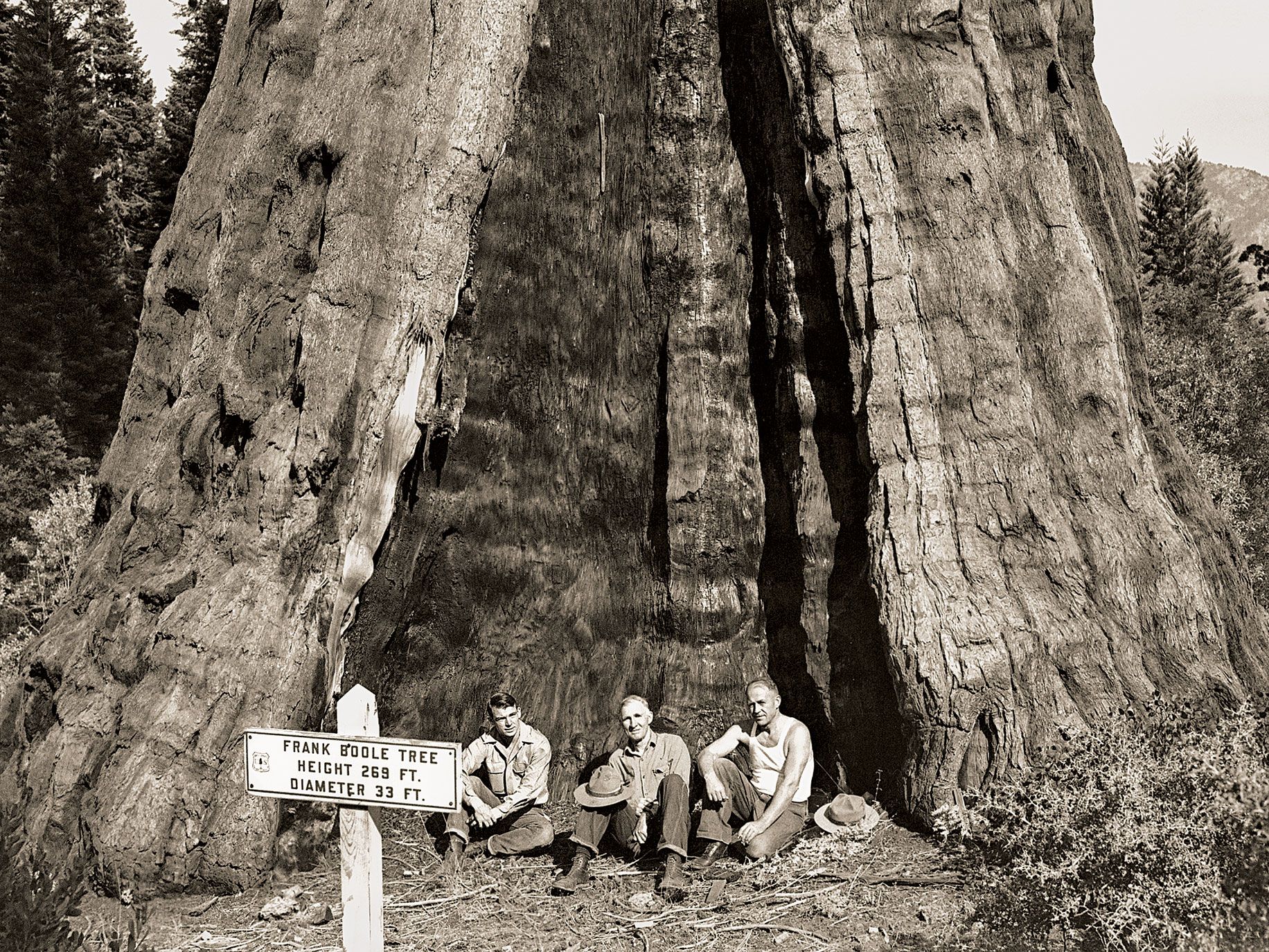 The Curious Case of the Giant Boole