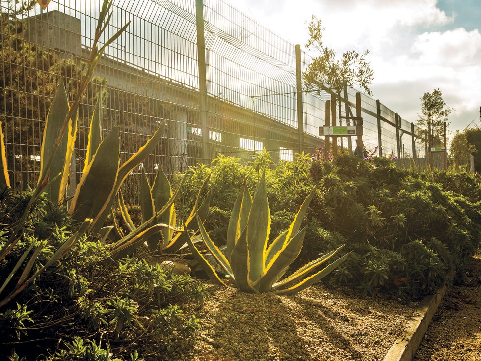 Residents of the Dogpatch and Northwest Potrero Hill neighborhoods created a tax-supported nonprofit and transformed a once desolate area bordering train tracks into a drought-tolerant, landscaped parkland.