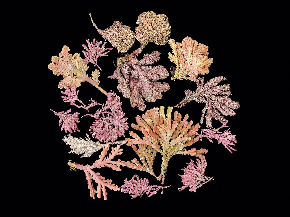 Opposite page: Articulated red coralline algae, various types.