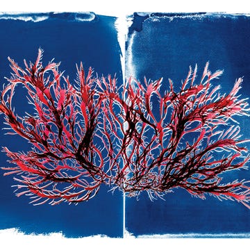 ATA033120portfolio_img06 Cyanotype of Pikea californica (Pike’s weed) with scan of same.