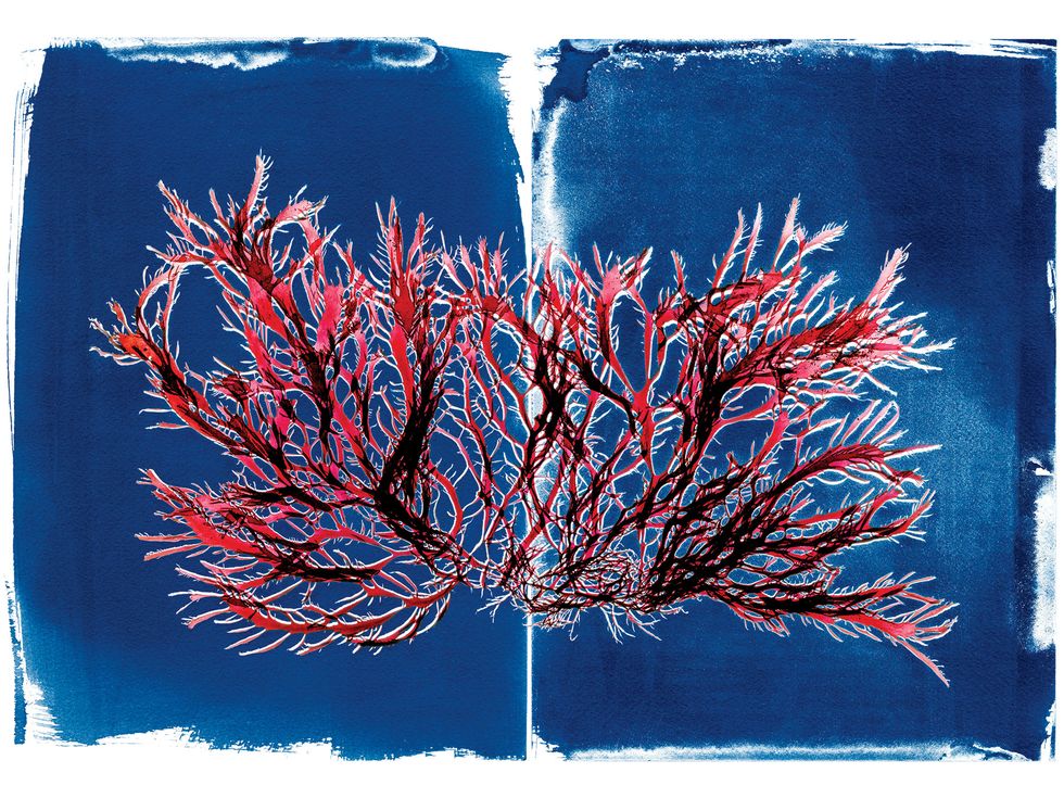 Cyanotype of Pikea californica (Pike’s weed) with scan of same.