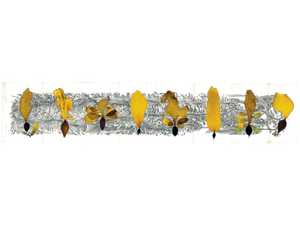 Egregia pods incorporating lithograph of Egregia menziesii (feather boa kelp) from Franz Josef Ruprecht’s 1852 folio.