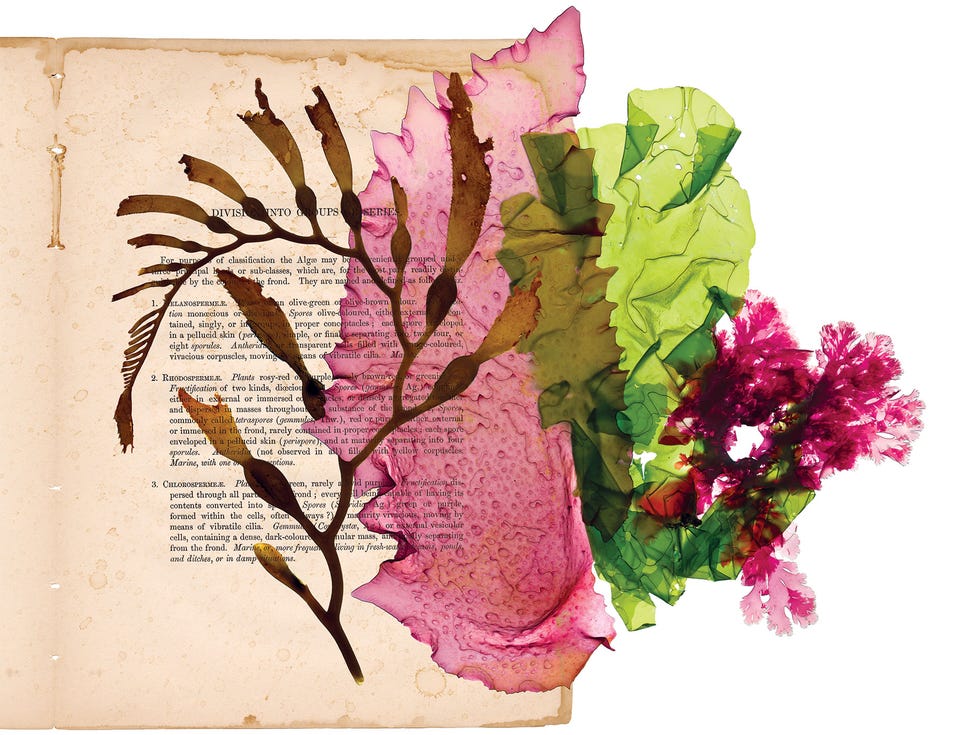 The three taxonomic groupings of seaweed by color—brown, red, and green—as described by William Henry Harvey in his Nereis Boreali-Americana (1852).
