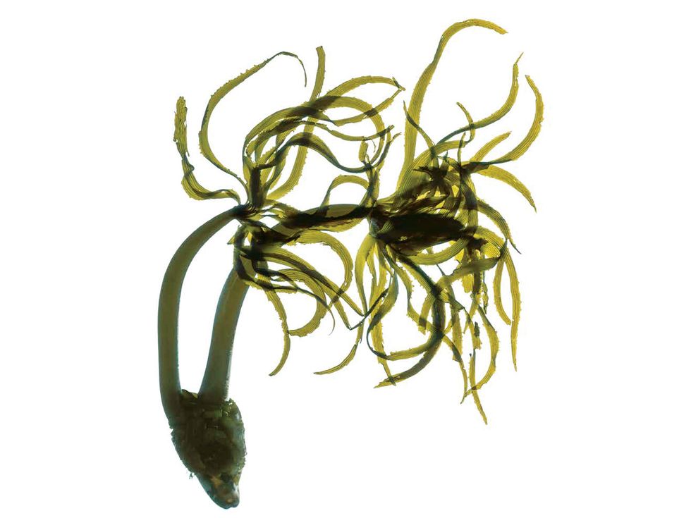 Postesia palmaeformis (sea palm).