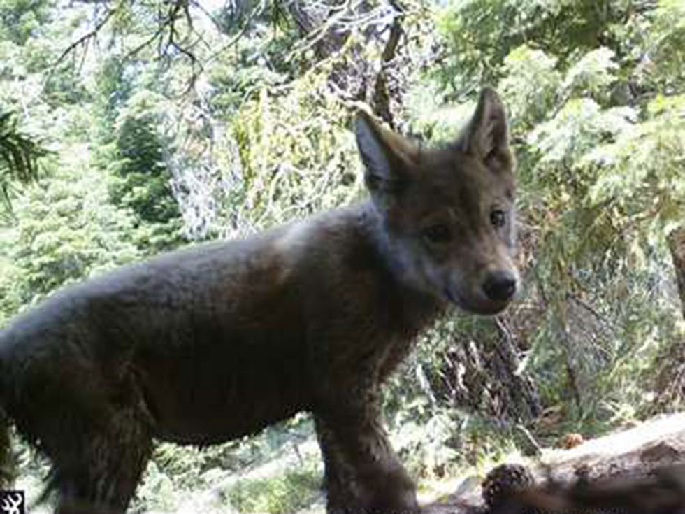 his June 30, 2017, remote camera image released by the U.S. Forest Service shows a pup born this year in the wilds of Lassen National Forest in Northern California. California wildlife officials said Wednesday, July 5, a female gray wolf and her mate have produced this one and at least two other pups this year in the wilds of Lassen County.