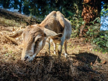 known for their ability to eat just about anything, goats are often brought in to clear land of brush and grasses as protection against fire