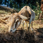 ATA092920goats_img01 known for their ability to eat just about anything, goats are often brought in to clear land of brush and grasses as protection against fire
