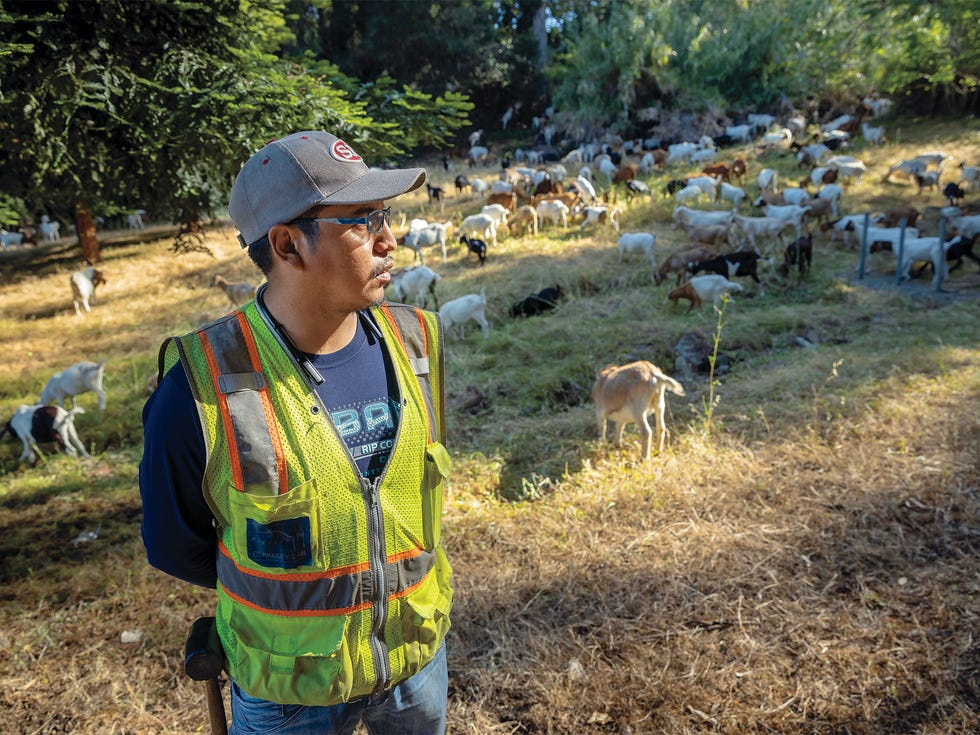 Christian Cordova, a 39-year-old goatherd from Peru, tends his animals as they graze amid the rolling hills of Mills College in Oakland.