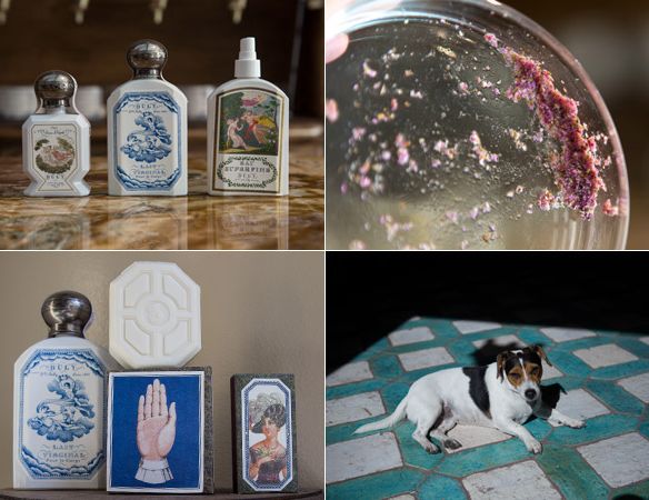 Dog breed, Liquid, Carnivore, Dog, Collection, Bottle, Glass bottle, Cosmetics, Ceramic, Collage, 