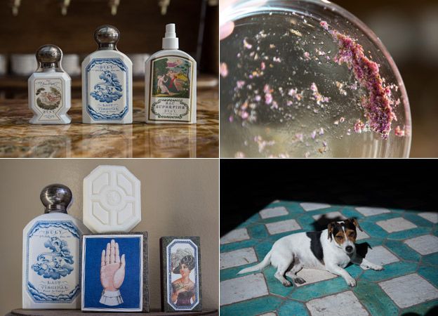 Dog breed, Liquid, Carnivore, Dog, Collection, Bottle, Glass bottle, Cosmetics, Ceramic, Collage, 