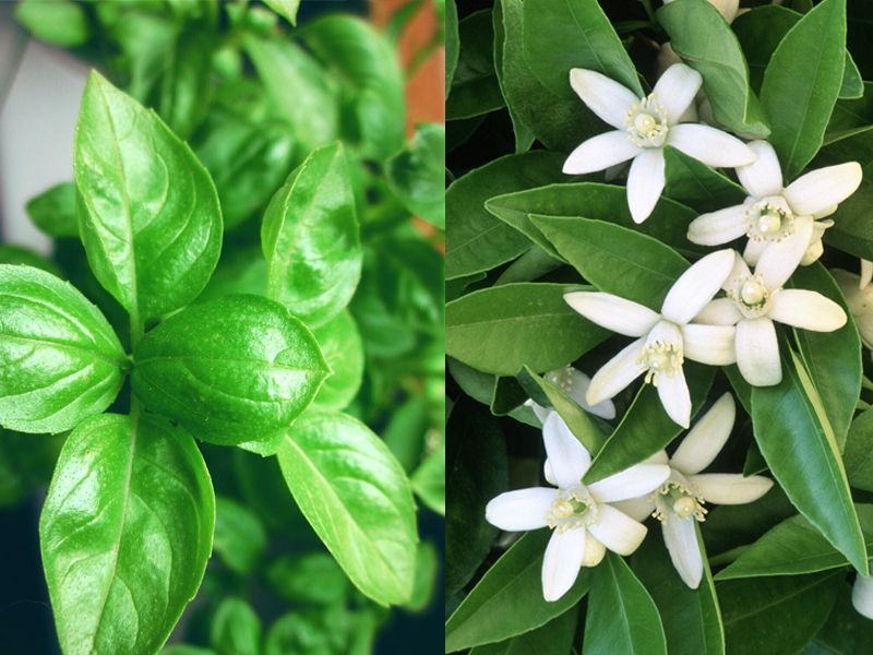 Flower, Petal, White, Leaf, Terrestrial plant, Pittosporaceae, Jasmine, Daphne, 