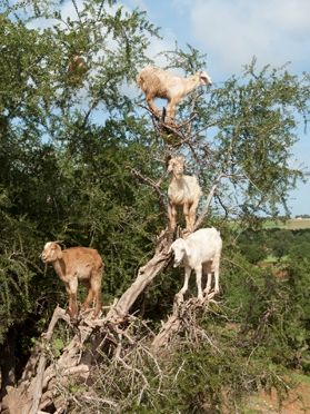 ヤギも木登り アルガンはモロッコの秘宝