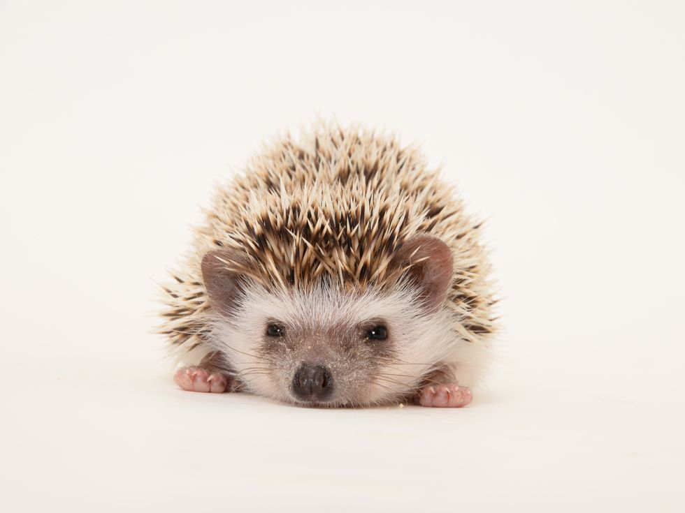 Hedgehog, Erinaceidae, Skin, Domesticated hedgehog, Iris, Snout, Grey, Beige, Terrestrial animal, Close-up, 