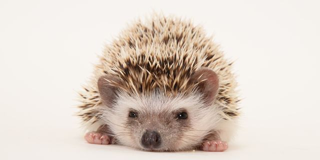 Hedgehog, Erinaceidae, Skin, Domesticated hedgehog, Iris, Adaptation, Snout, Black, Grey, Close-up, 