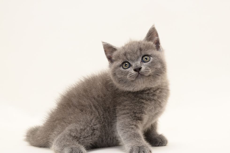 Carnivore, Felidae, Cat, Small to medium-sized cats, Whiskers, Grey, Snout, Russian blue, Kitten, Fur, 