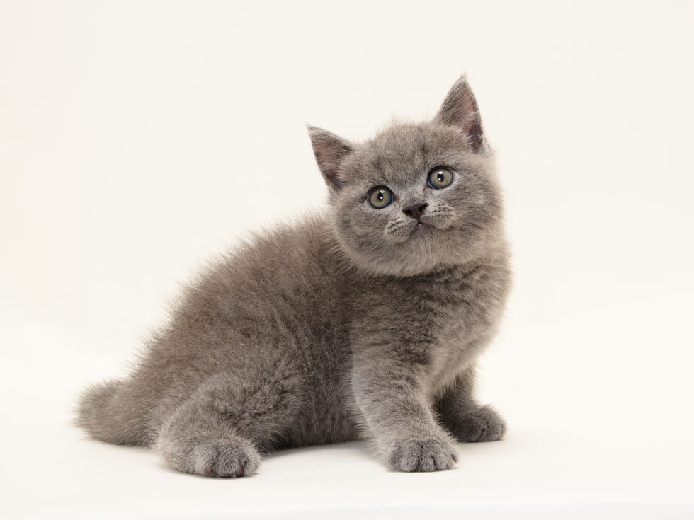 Carnivore, Felidae, Cat, Small to medium-sized cats, Whiskers, Grey, Snout, Russian blue, Kitten, Fur, 