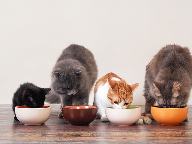 Cat, Small to medium-sized cats, Kitten, Felidae, Carnivore, Tableware, Serveware, Bowl, 