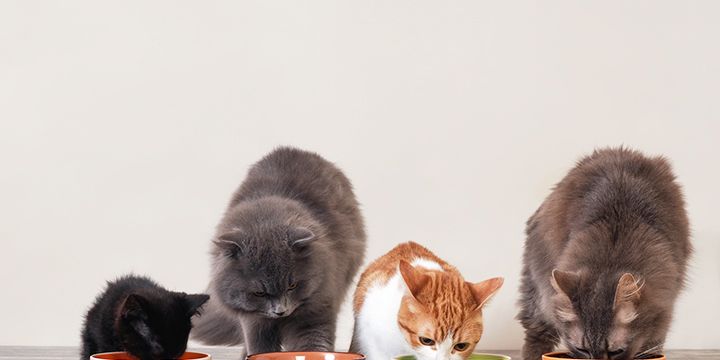 Cat, Small to medium-sized cats, Kitten, Felidae, Carnivore, Tableware, Serveware, Bowl, 
