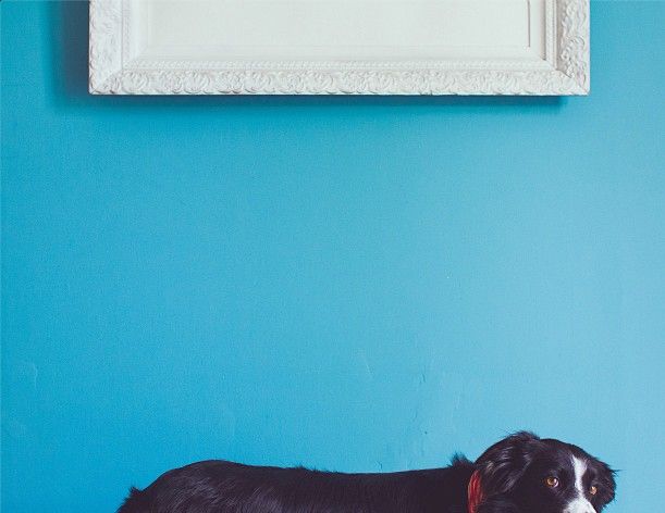 Blue, Dog breed, Dog, Carnivore, Vertebrate, Mammal, Wall, Teal, Turquoise, Snout, 