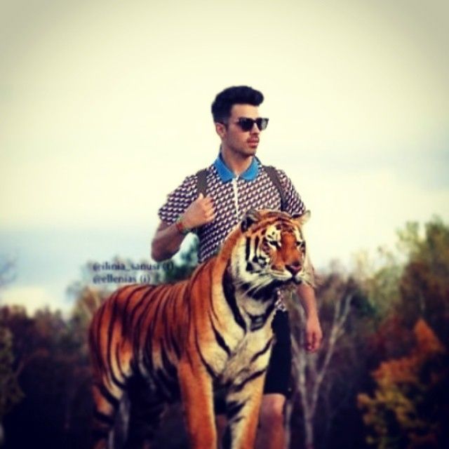 Tiger, Bengal tiger, Sleeve, Siberian tiger, Photograph, Sunglasses, Felidae, Terrestrial animal, Carnivore, Big cats, 