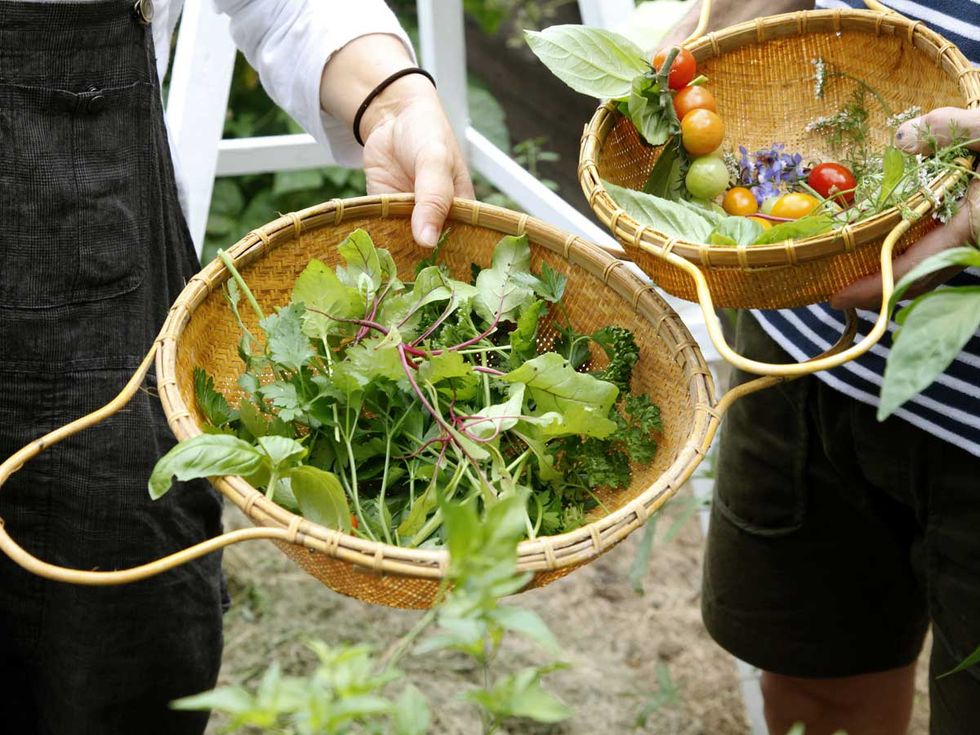 Food, Dish, Spring greens, Salad, Vegetable, Plant, Cuisine, Leaf vegetable, Flower, Ingredient, 