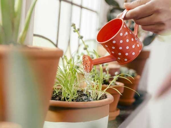 Flowerpot, Cup, Interior design, Houseplant, Terrestrial plant, Coffee cup, Pottery, Serveware, Peach, Annual plant, 