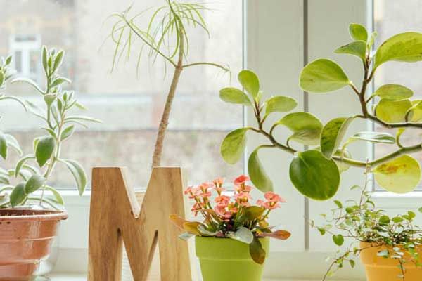 Flowerpot, Plant, Leaf, Interior design, Artifact, Houseplant, Vase, Peach, Plant stem, Pottery, 
