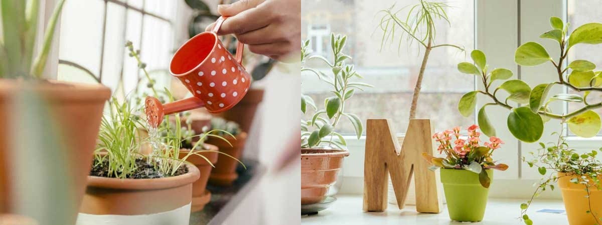 諦めるにはまだ早い 弱りきった観葉植物が驚くほど蘇る6つの方法