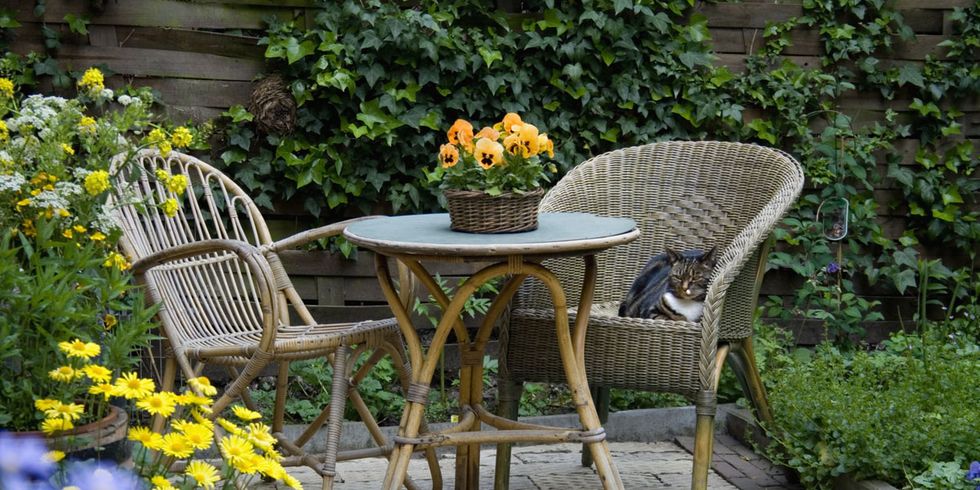 Plant, Shrub, Garden, Flower, Table, Furniture, Outdoor furniture, Outdoor table, Petal, Chair, 