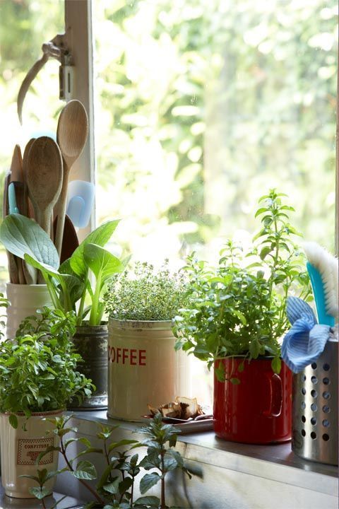 Flowerpot, Houseplant, Plant, Herb, Room, Flower, Window, Interior design, Fines herbes, Home, 
