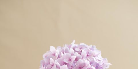 Petal, Flower, Purple, Lavender, Pink, Violet, Cut flowers, Artifact, Flowering plant, Vase, 