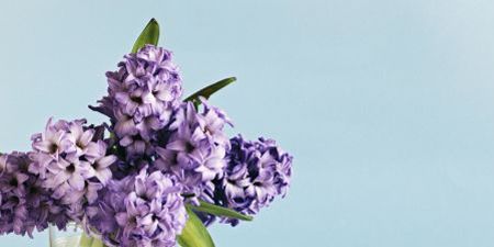 Petal, Flower, Lavender, Purple, Violet, Cut flowers, Interior design, Home accessories, Bouquet, Flowering plant, 