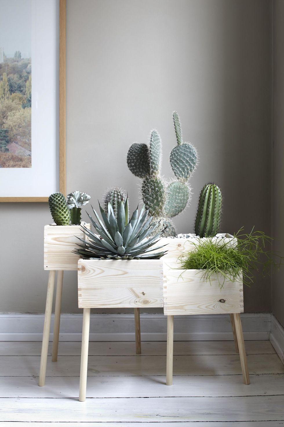 Cactus, Green, Room, Furniture, Table, Houseplant, Plant, Botany, Interior design, Flowerpot, 