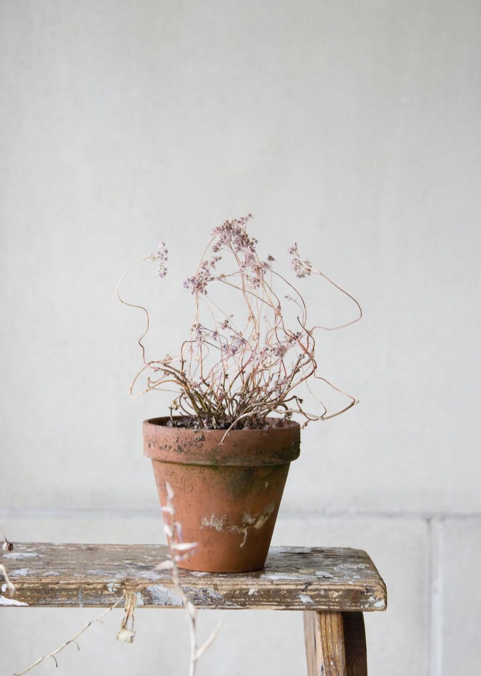 Flowerpot, White, Twig, Still life photography, Houseplant, Branch, Wall, Flower, Plant, Still life, 