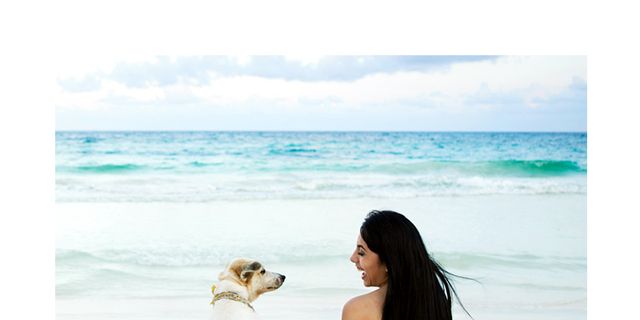 Body of water, Ocean, Summer, Elbow, Beach, Sitting, Carnivore, Dog breed, Vacation, Dog, 