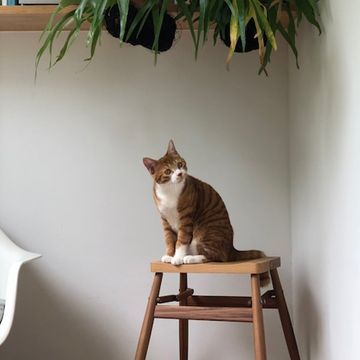 Small to medium-sized cats, Vertebrate, Felidae, Cat, Carnivore, Whiskers, Tail, Plywood, Houseplant, Stool, 