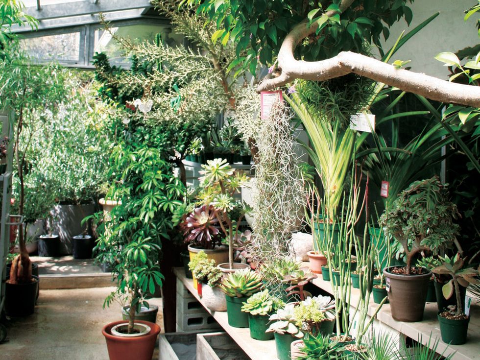 Flowerpot, Plant, Garden, Botany, Houseplant, Interior design, Backyard, Herb, Annual plant, Botanical garden, 