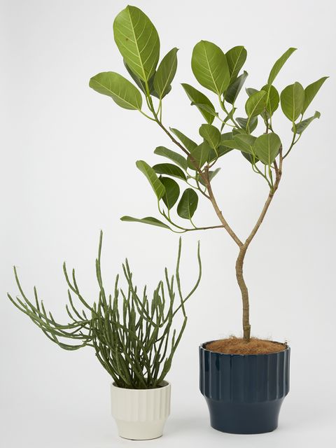 Flowerpot, Branch, Leaf, Botany, Houseplant, Plant stem, Terrestrial plant, Twig, Interior design, Annual plant, 
