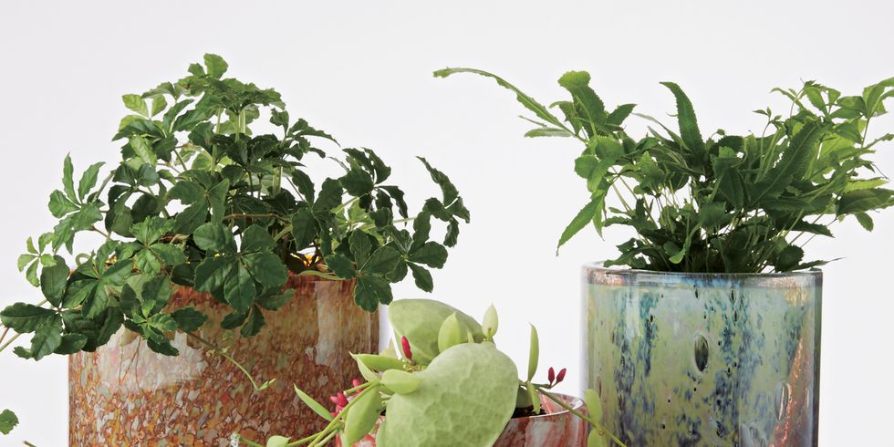 Leaf, Botany, Interior design, Produce, Annual plant, Flowerpot, Plant stem, Houseplant, Herb, Vase, 