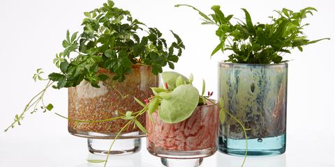 Leaf, Interior design, Annual plant, Plant stem, Houseplant, Herb, Flowerpot, Vase, 