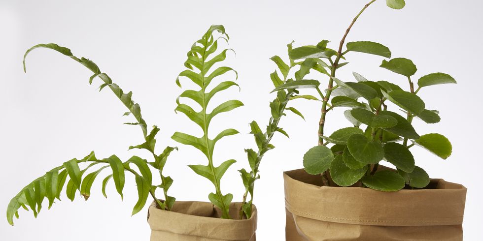 Leaf, Khaki, Beige, Plant stem, Annual plant, Flowerpot, Houseplant, Herbaceous plant, Herb, 