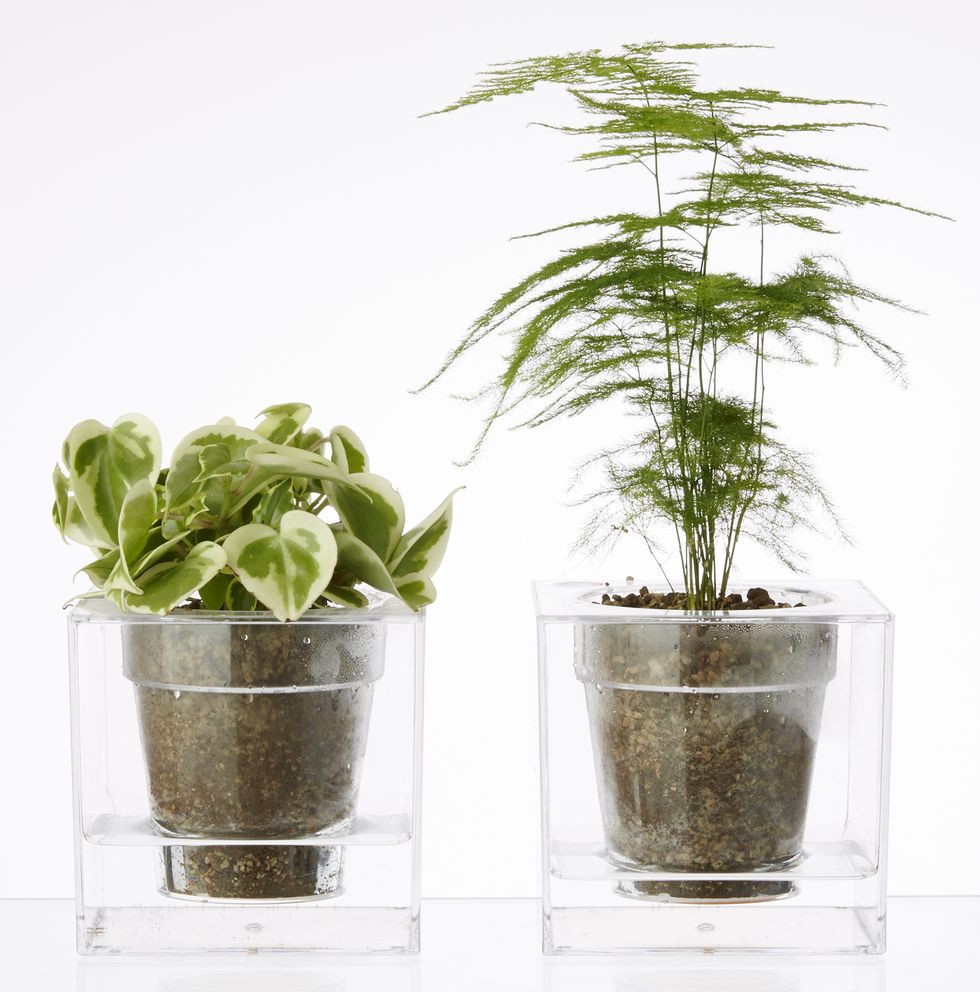 Flowerpot, Leaf, Terrestrial plant, Houseplant, Plant stem, Interior design, Annual plant, Herb, Vase, Artifact, 