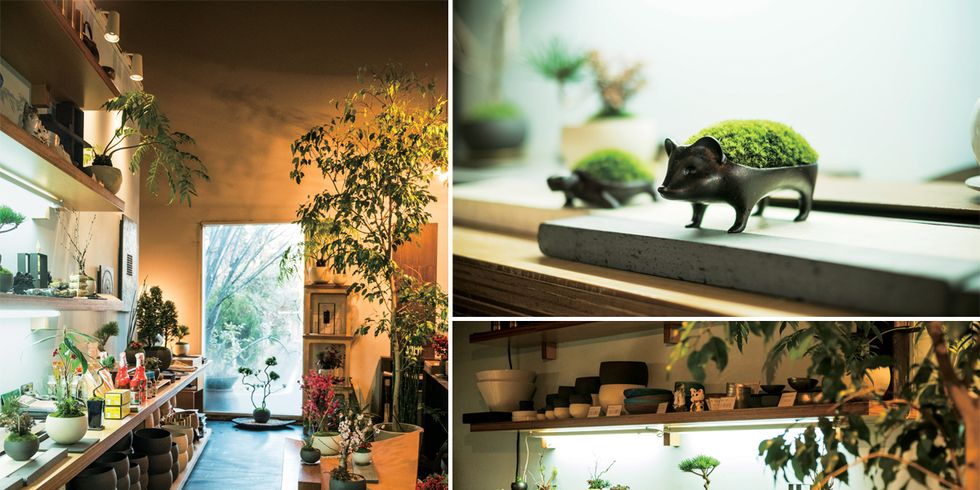 Interior design, Flowerpot, Interior design, Carnivore, Terrestrial animal, Houseplant, Dinosaur, Home, Shelf, Animal figure, 