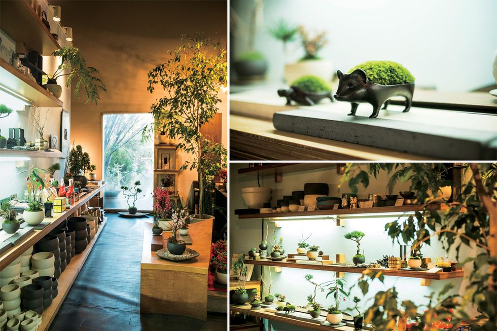 Interior design, Flowerpot, Interior design, Carnivore, Terrestrial animal, Houseplant, Dinosaur, Home, Shelf, Animal figure, 